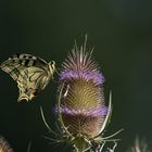 Schwalbenschwanz auf wilder Karde