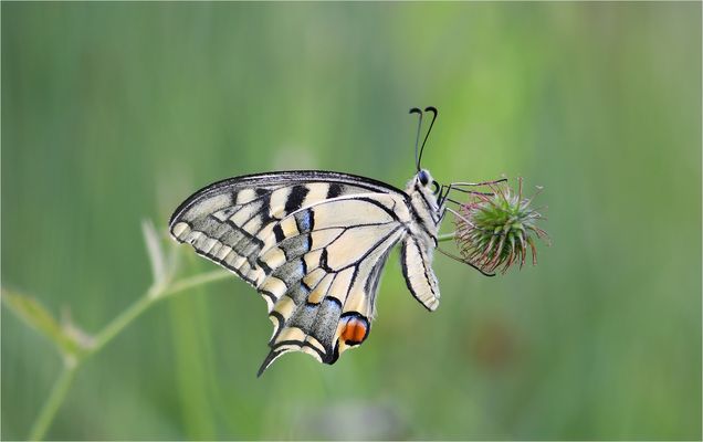 *Schwalbenschwanz....*