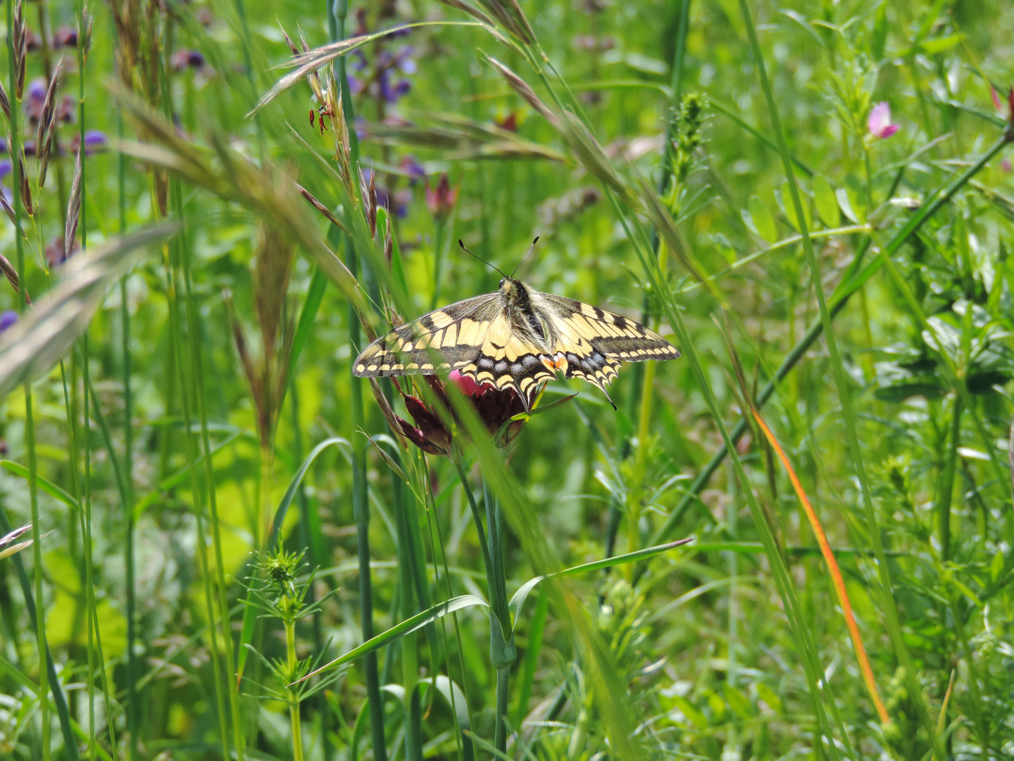 Schwalbenschwanz