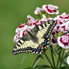 Schwalbenschwanz bei mir im Garten