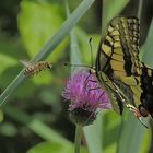 Schwalbenschwanz bekommt Besuch