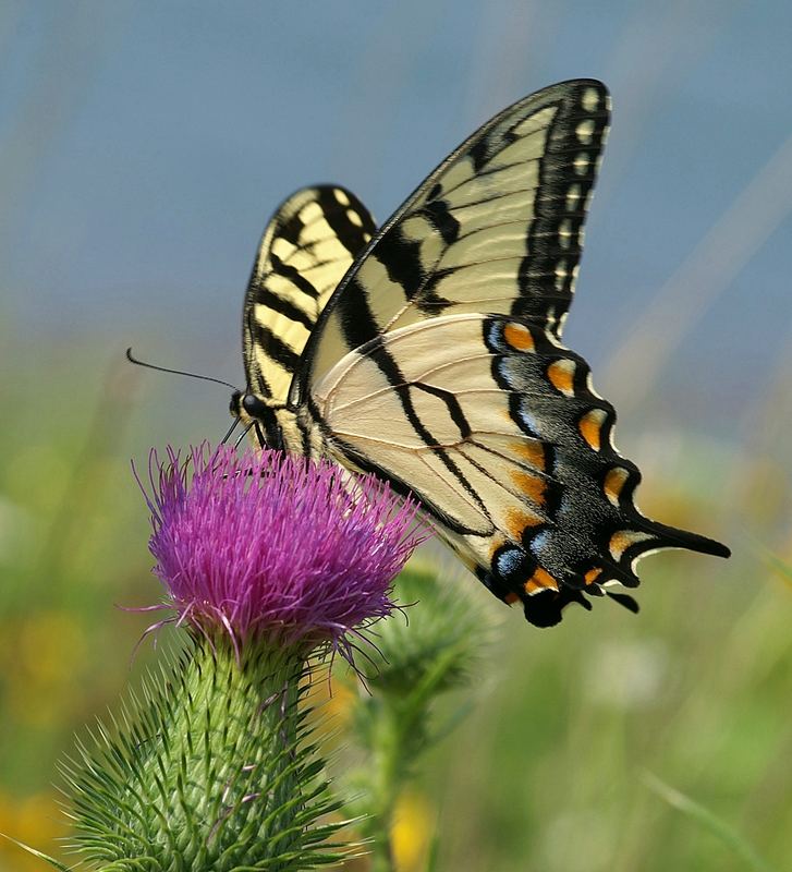 Schwalbenschwanz -Butterfly - Papilio glaucus- Tiger Swallowtail.