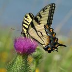 Schwalbenschwanz -Butterfly - Papilio glaucus- Tiger Swallowtail.