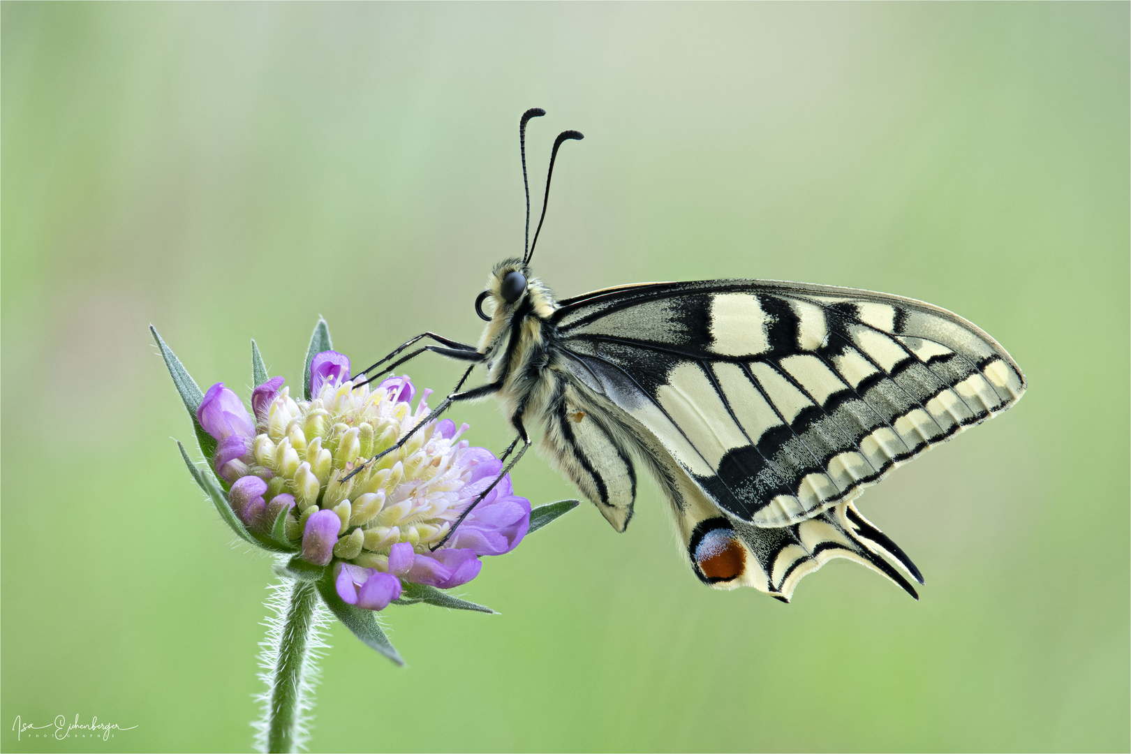 Schwalbenschwanz close-up - Papilio machaon