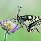 Schwalbenschwanz close-up - Papilio machaon