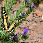 Schwalbenschwanz,  common yellow swallowtail, papilio machaon