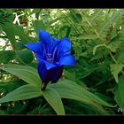 Schwalbenschwanz-Enzian (Gentiana asclepiadea)