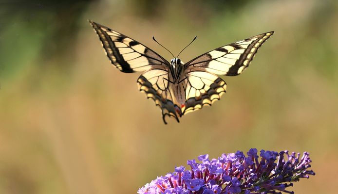 SCHWALBENSCHWANZ IM ANFLUG