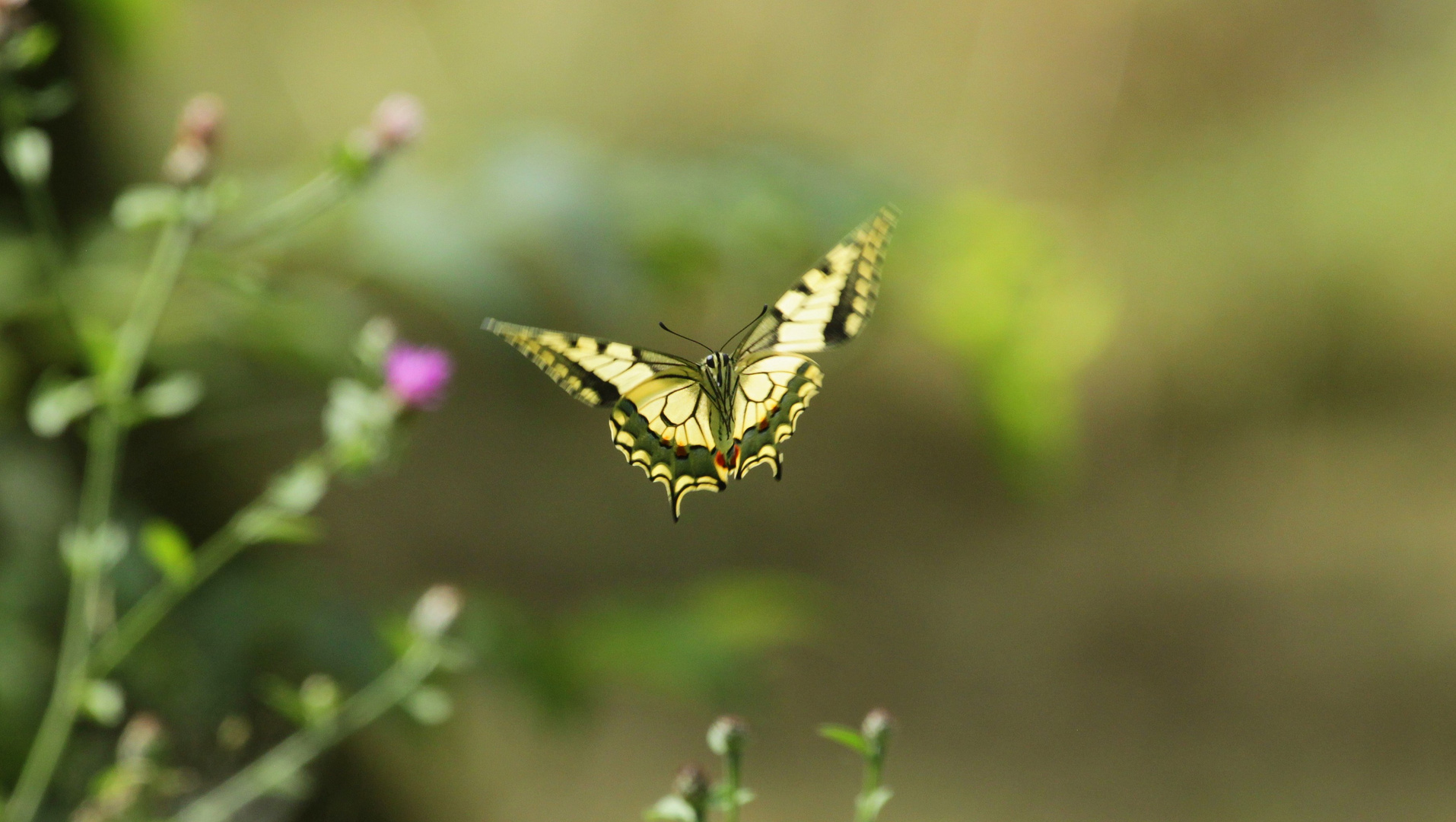 Schwalbenschwanz im Flug