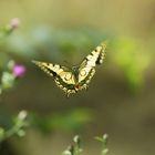 Schwalbenschwanz im Flug