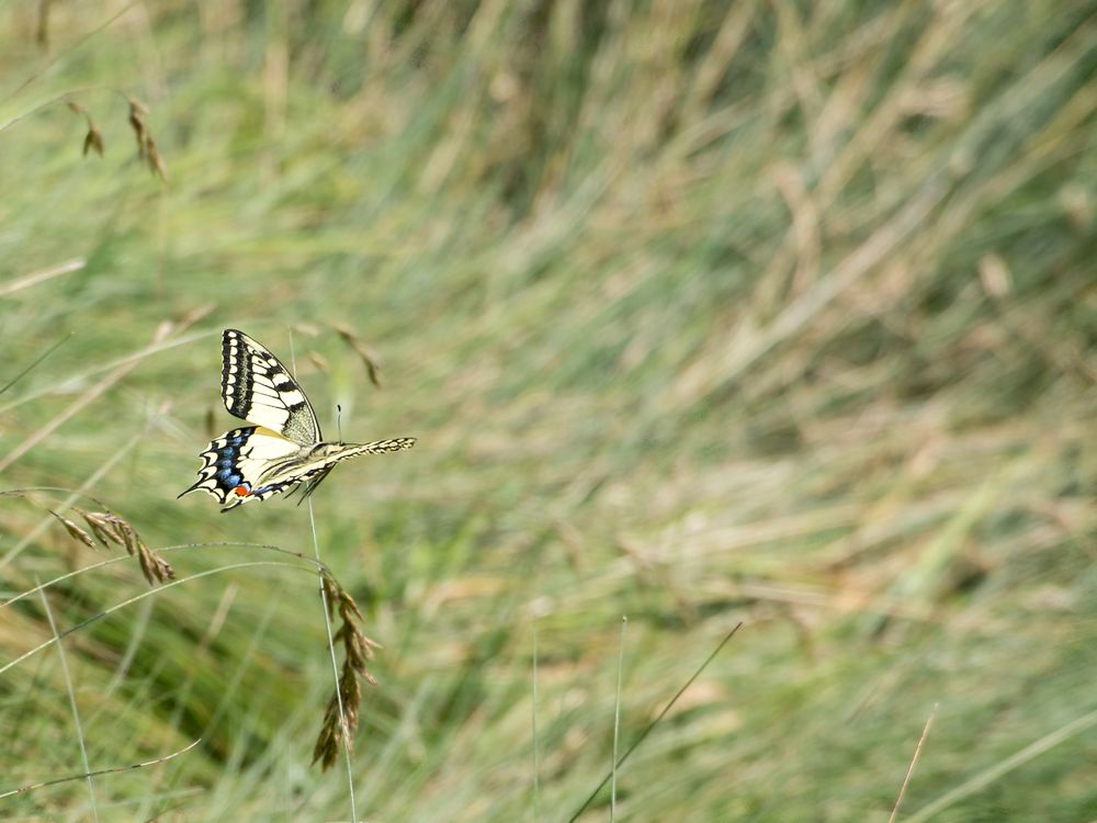 Schwalbenschwanz im Flug