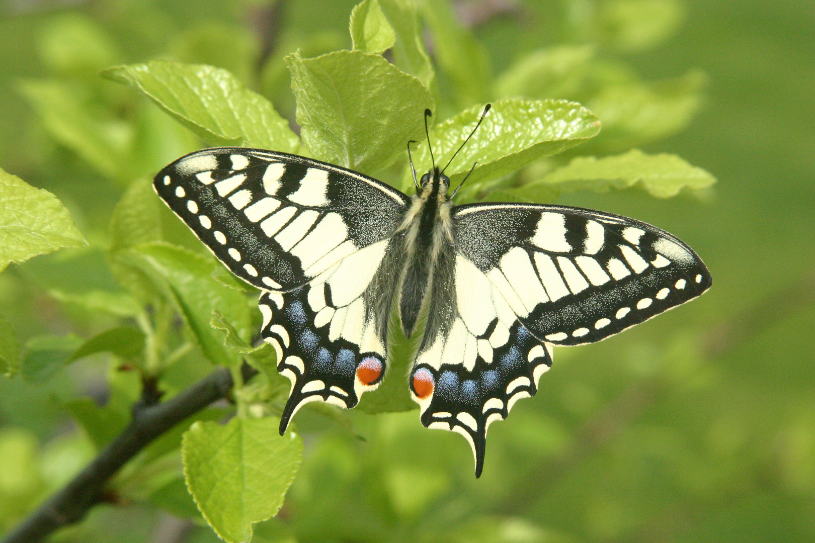 Schwalbenschwanz im Garten (Papilio machaon)