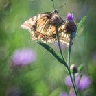 Schwalbenschwanz im Gegenlicht