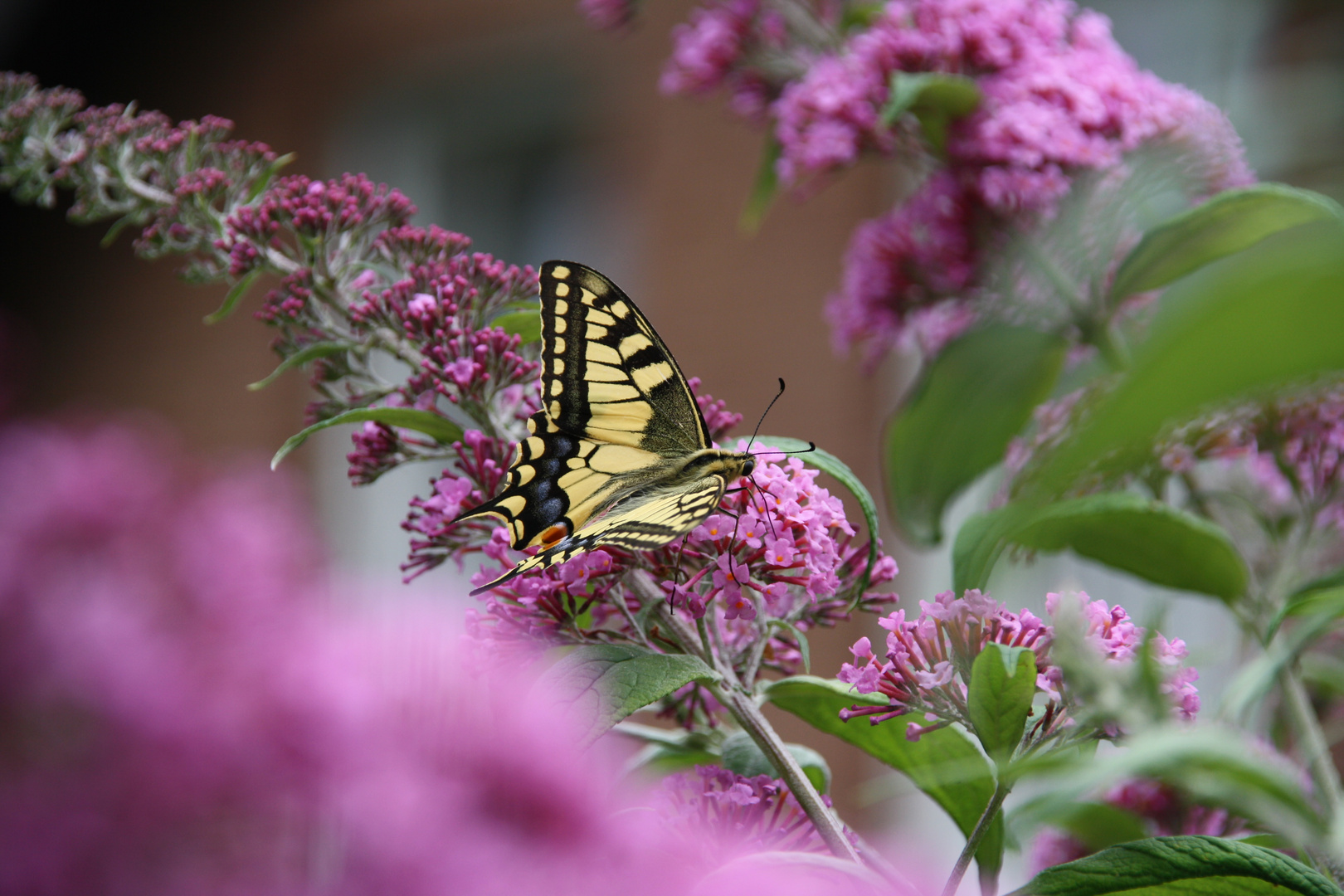 Schwalbenschwanz im heimischen Garten