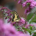 Schwalbenschwanz im heimischen Garten