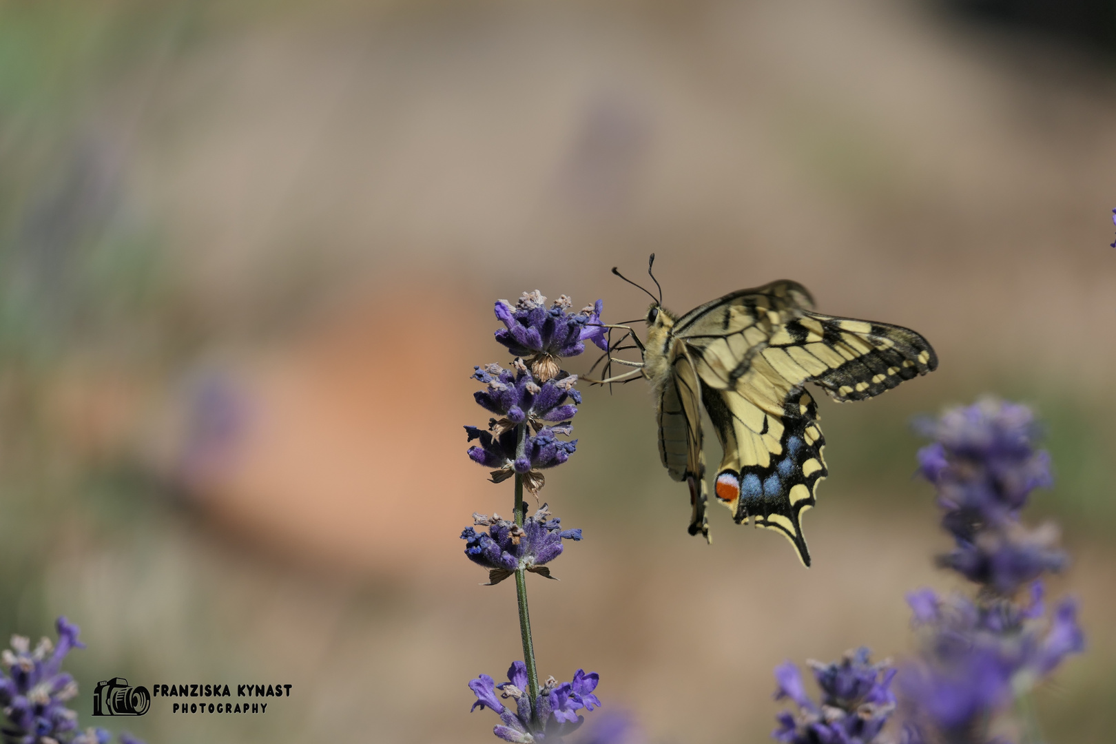 Schwalbenschwanz im Lavendel