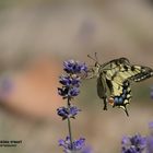 Schwalbenschwanz im Lavendel