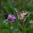 Schwalbenschwanz im Naturschutzgebiet Urseetal