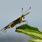 Schwalbenschwanz im Profil