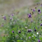 Schwalbenschwanz im trügerischen Flockenblumen-Paradies 01