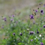 Schwalbenschwanz im trügerischen Flockenblumen-Paradies 01