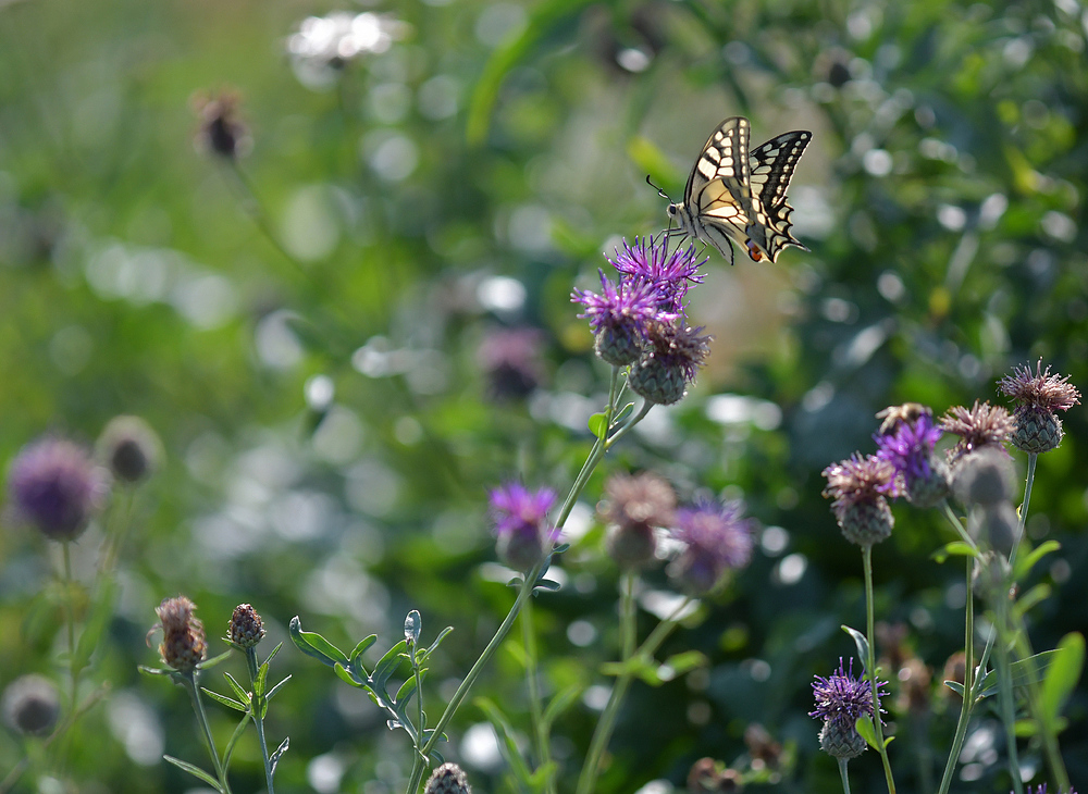 Schwalbenschwanz im trügerischen Flockenblumen-Paradies 02