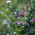 Schwalbenschwanz im trügerischen Flockenblumen-Paradies 02