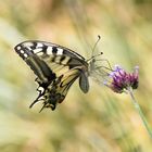 Schwalbenschwanz im Wind 