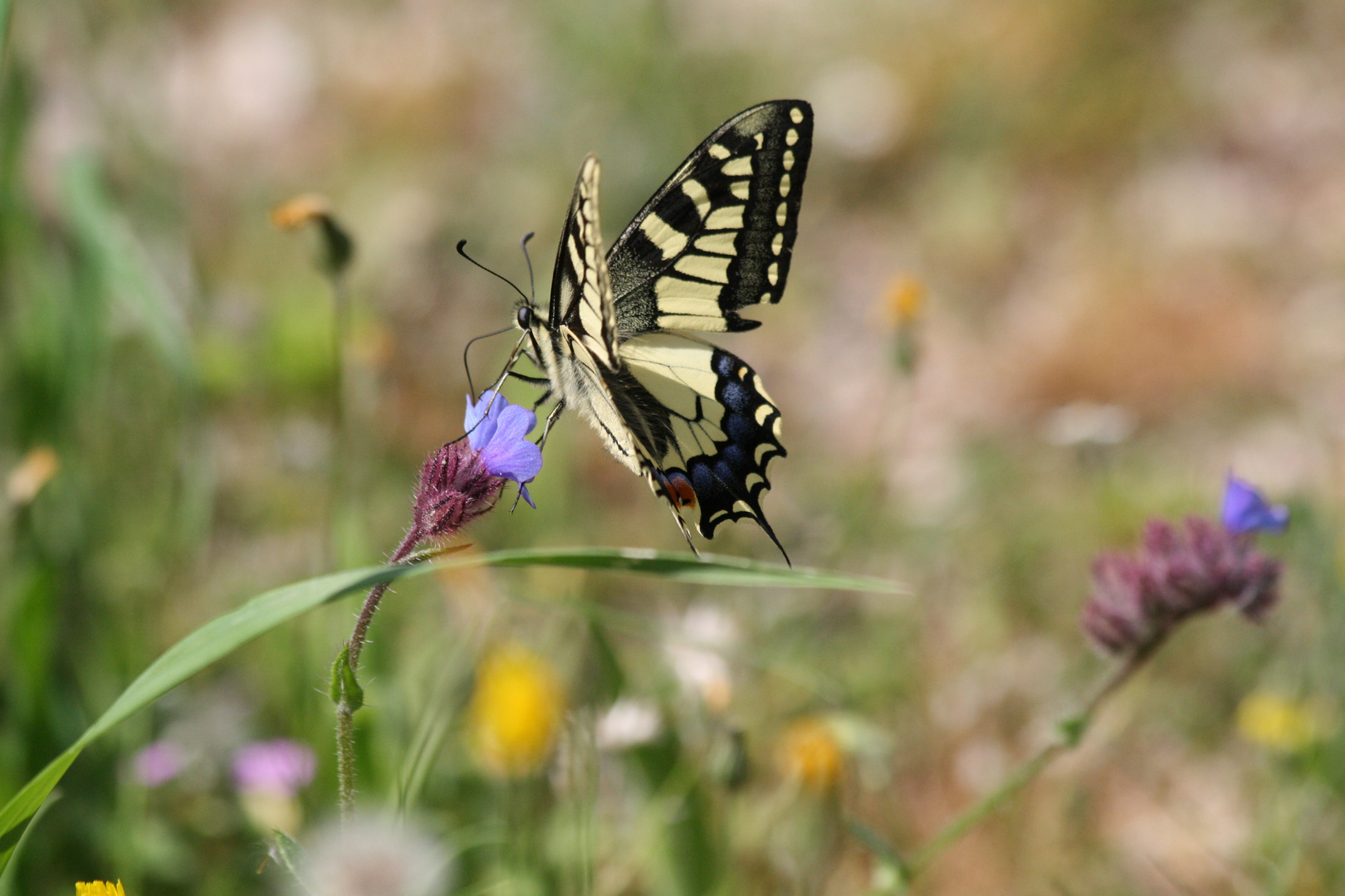 Schwalbenschwanz in freier Natur