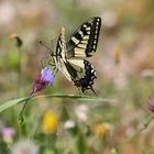 Schwalbenschwanz in freier Natur