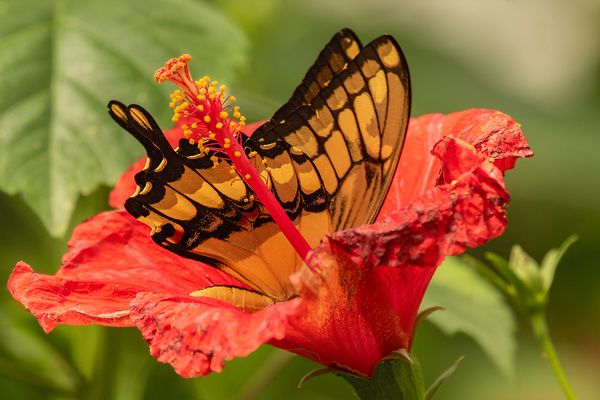 Schwalbenschwanz in Hibiskus