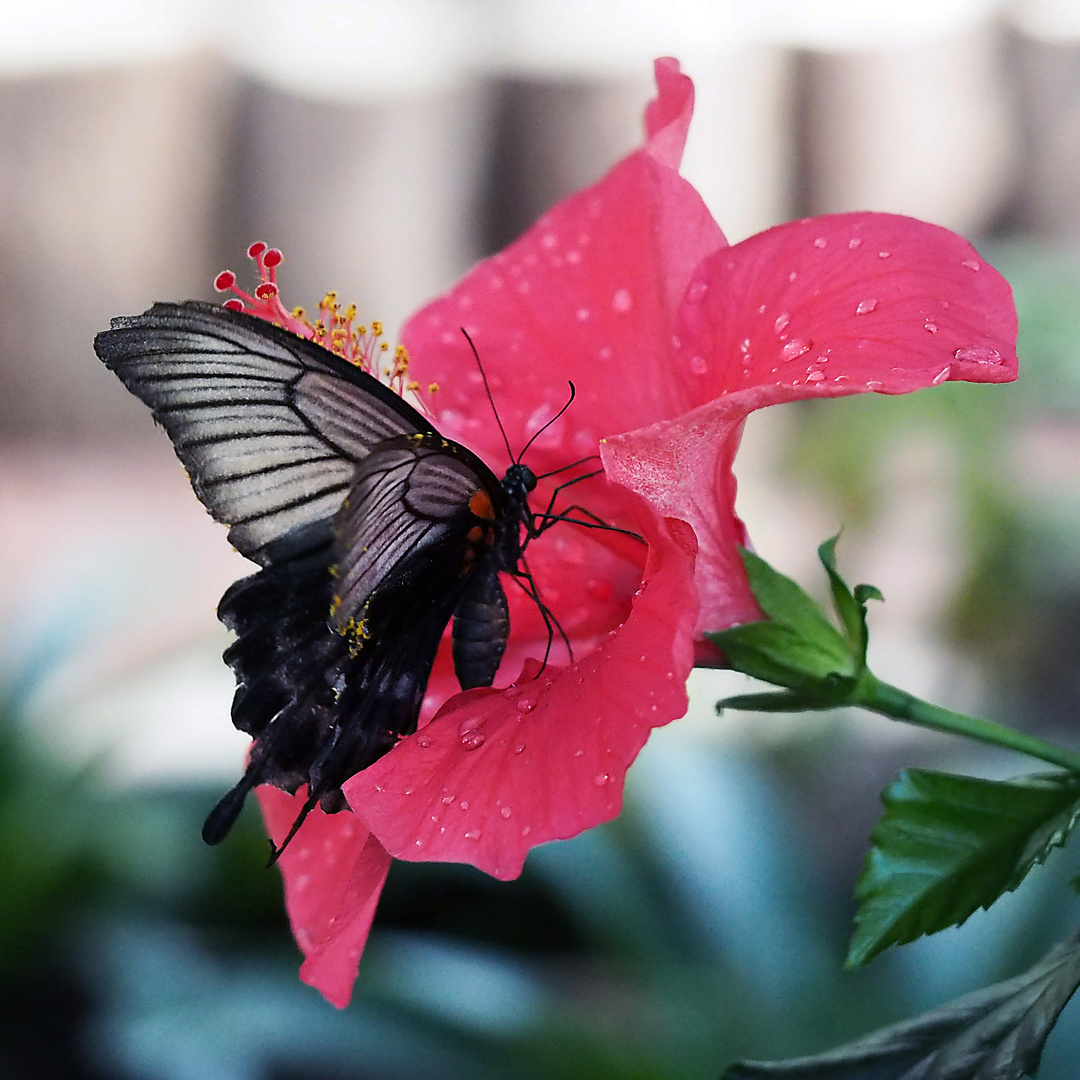 Schwalbenschwanz in Hibiskusblüte