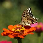 Schwalbenschwanz in meinem Garten