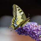 Schwalbenschwanz in unserem Garten