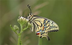 Schwalbenschwanz Juni 2018