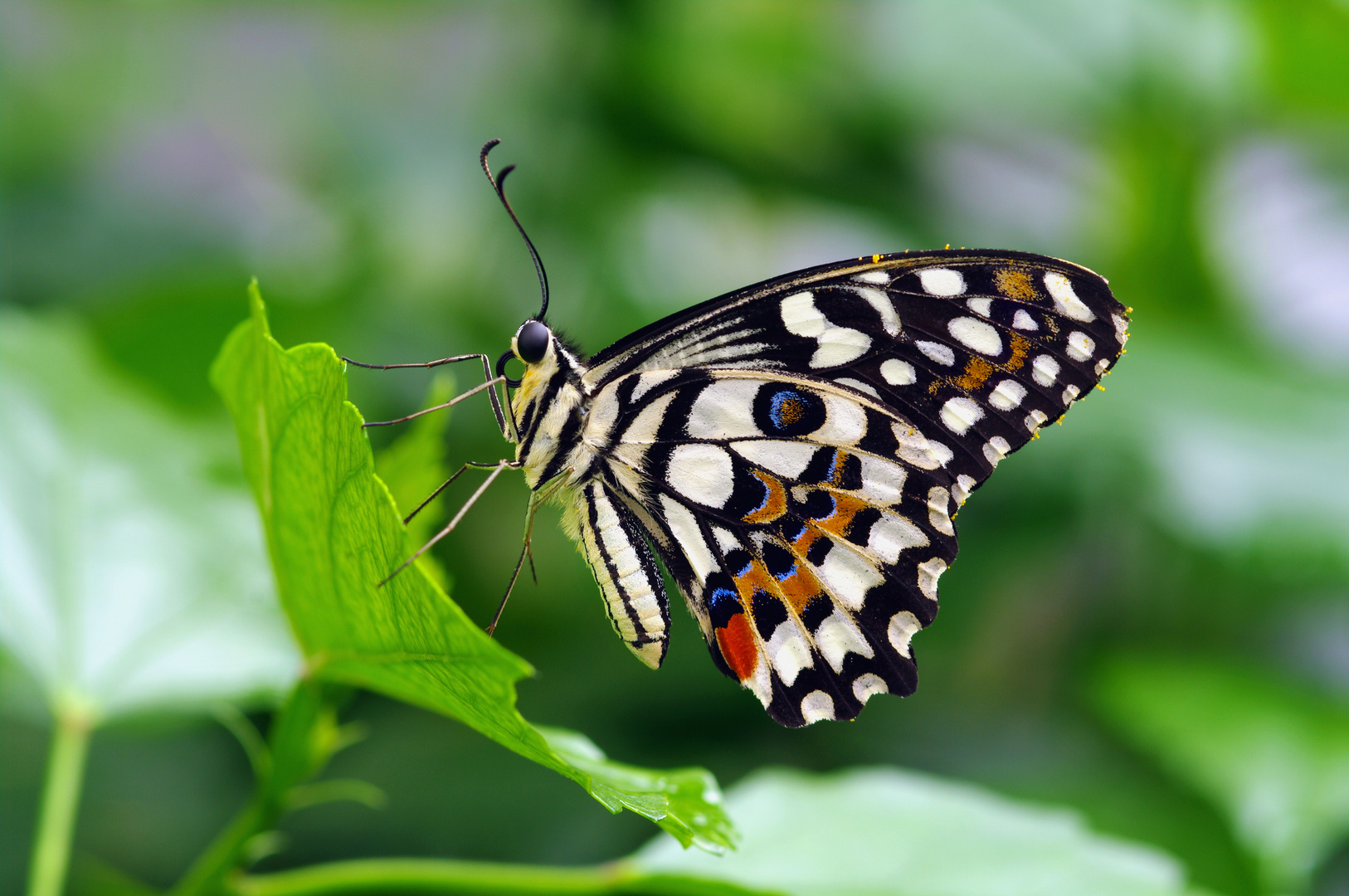 Schwalbenschwanz, Karierter, Papilio demoleus