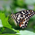 Schwalbenschwanz, Karierter, Papilio demoleus