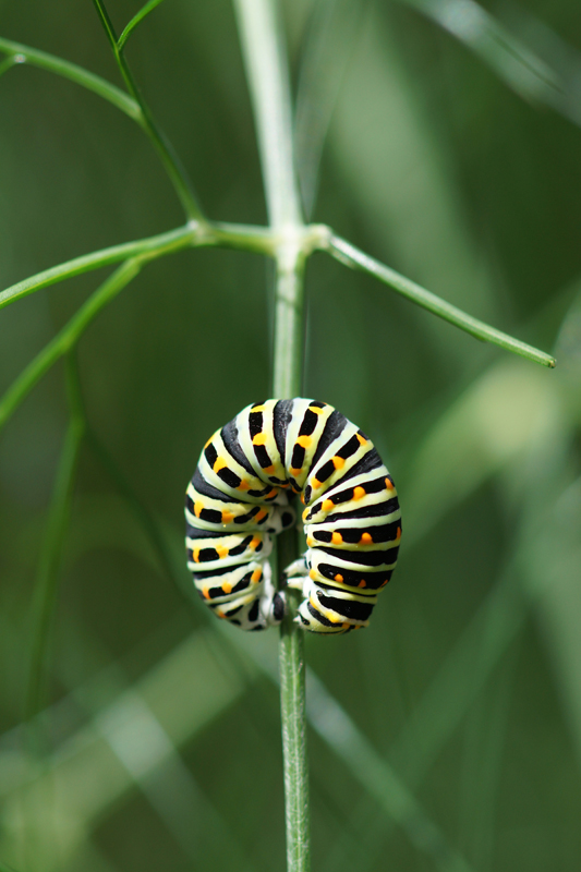 Schwalbenschwanz Kinderstube im Garten 3