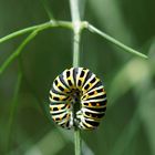 Schwalbenschwanz Kinderstube im Garten 3