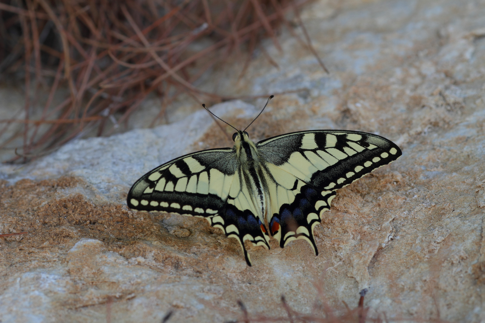 Schwalbenschwanz, Kroatien August 2014