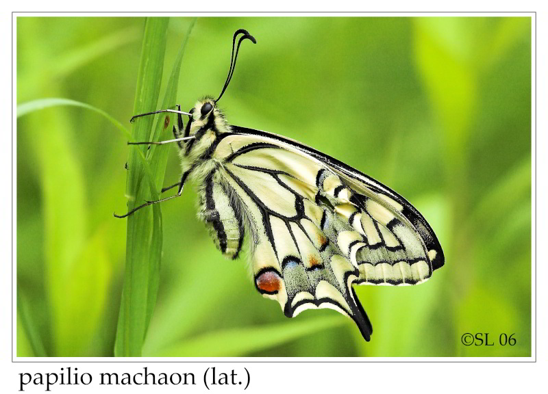 Schwalbenschwanz - lat. papilio machaon_#106444_1