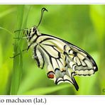 Schwalbenschwanz - lat. papilio machaon_#106444_1