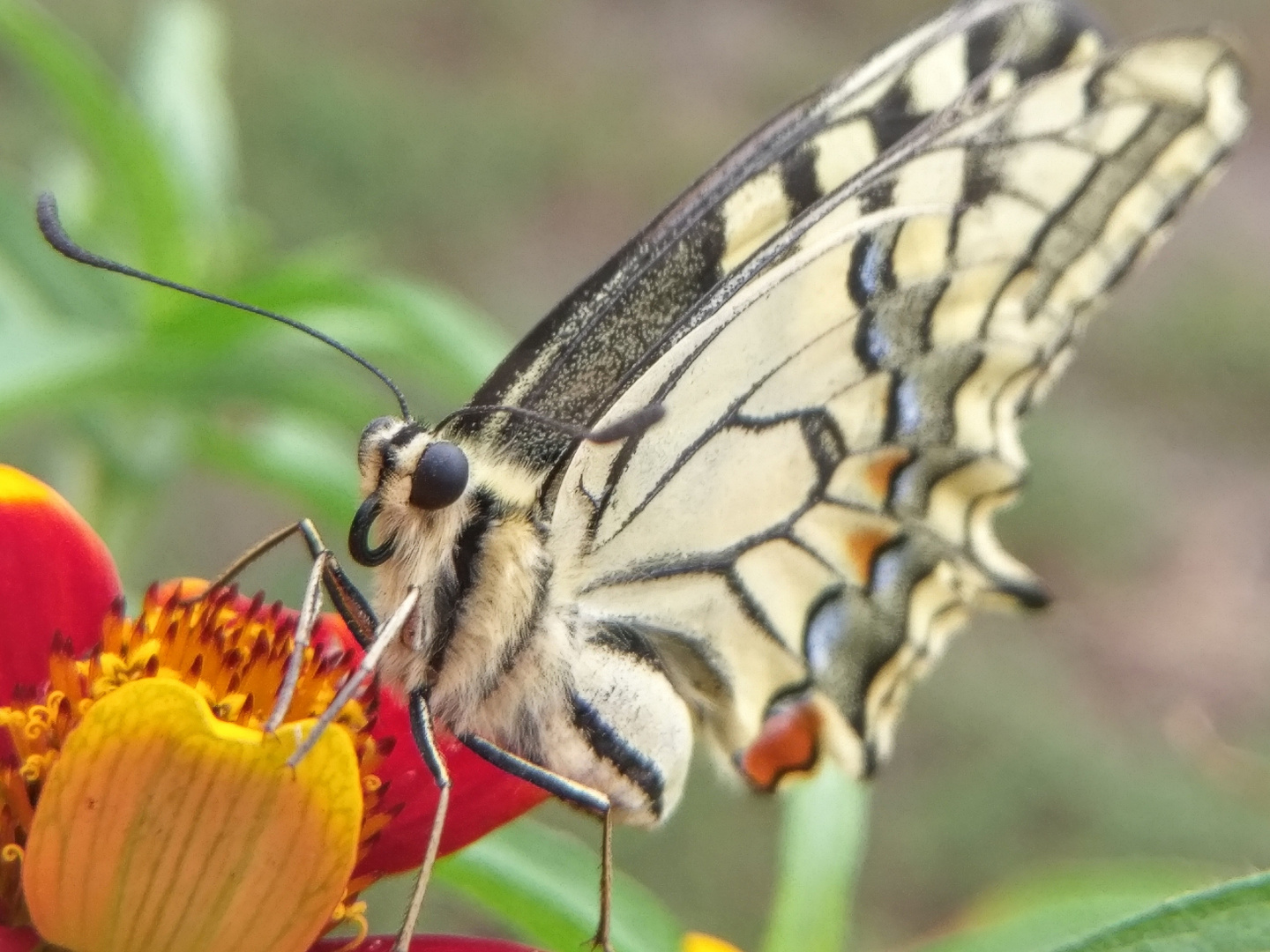 Schwalbenschwanz / Machaon