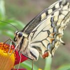 Schwalbenschwanz / Machaon