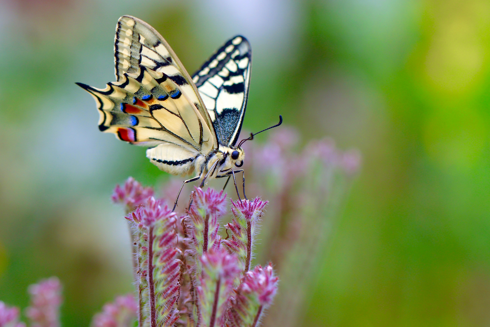 Schwalbenschwanz / machaon