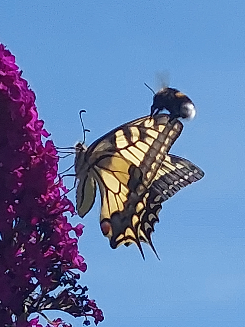 Schwalbenschwanz mit Hummel