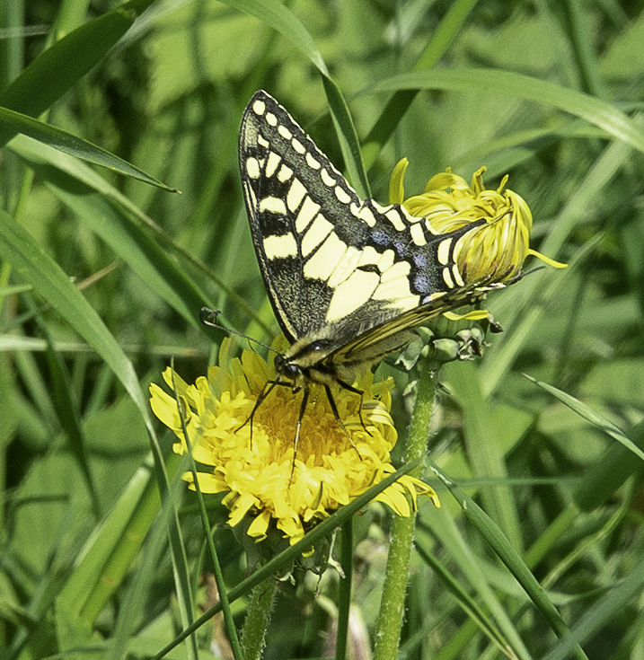 Schwalbenschwanz mit Löwenzahn