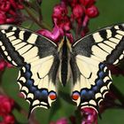Schwalbenschwanz oder Old World Swallowtail (Papilio machaon) 10