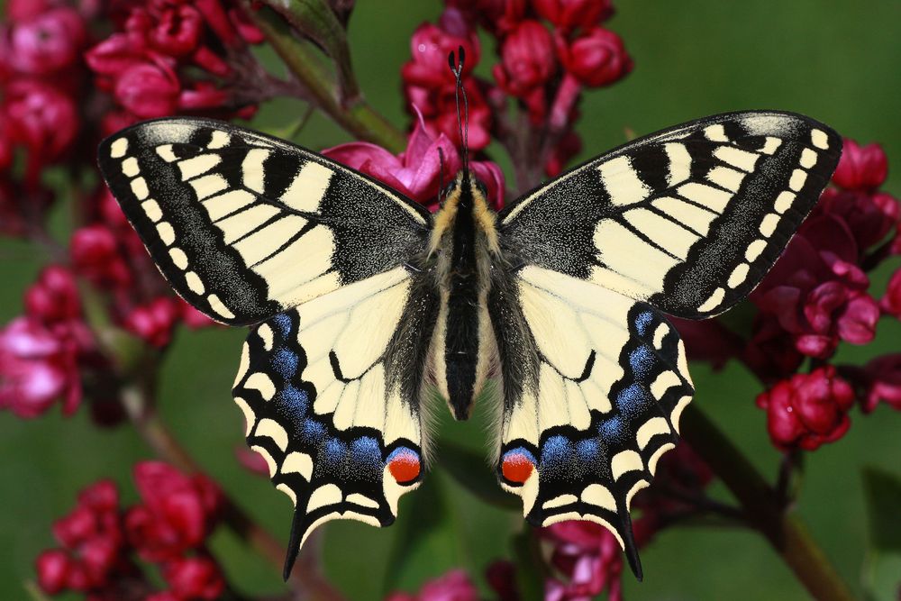 Schwalbenschwanz oder Old World Swallowtail (Papilio machaon) 10