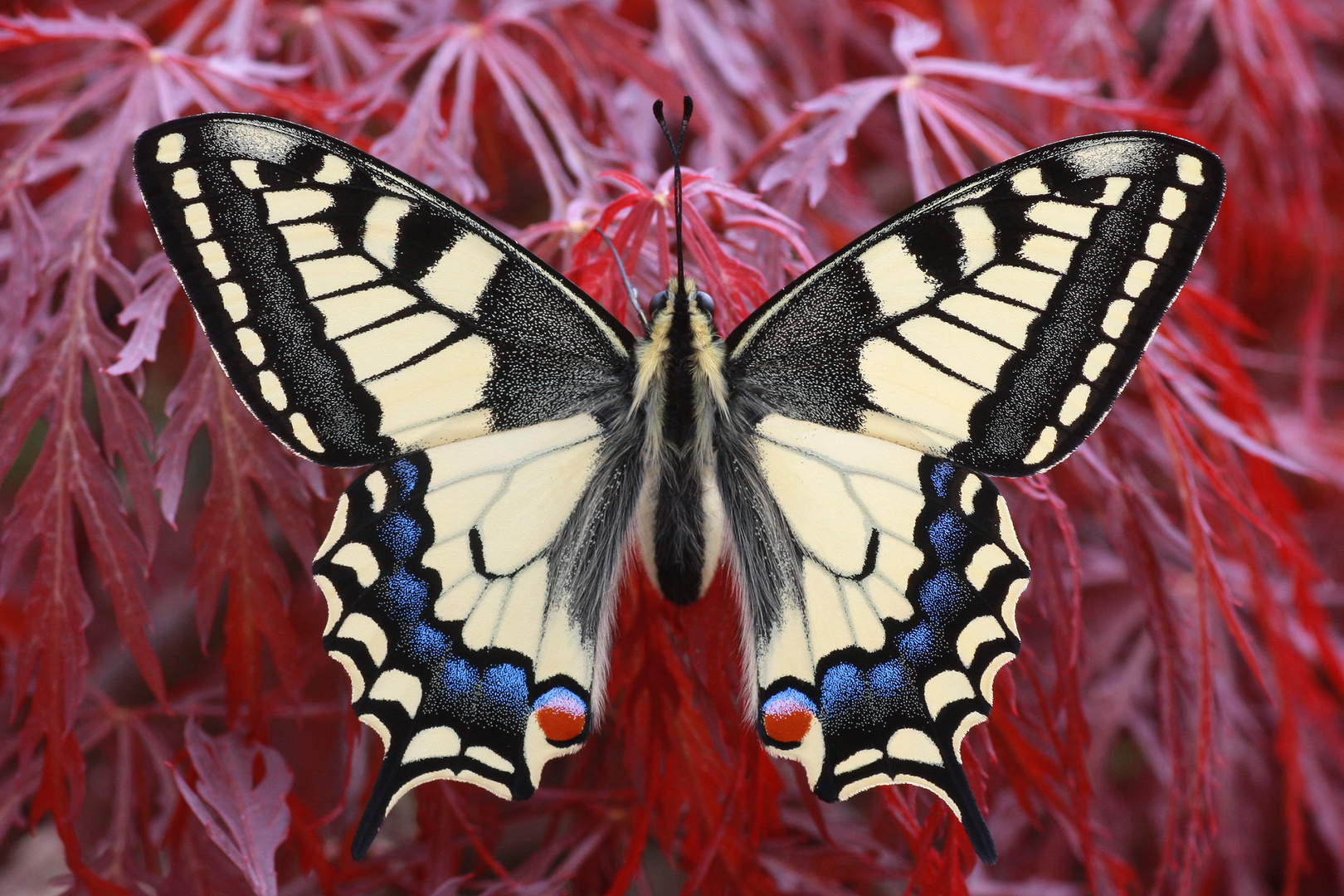 Schwalbenschwanz oder Old World Swallowtail (Papilio machaon) 2